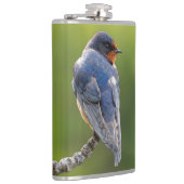 Flasques Belle hirondelle de grange sur une branche (Droite)