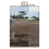 Flasques Bétail sur la perte : Highland Cows Blé Heist (Dos)