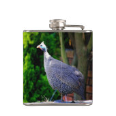 Flasques Blue Helmeted Guinea Fowl debout au soleil (Dos)