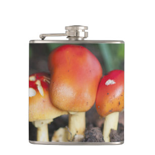 Flasques champignon de la famille Amanita