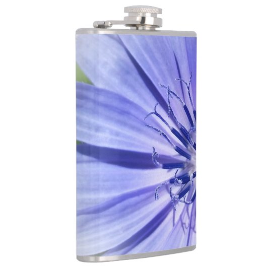 Flasques chicorée bleu pourpre (Droite)