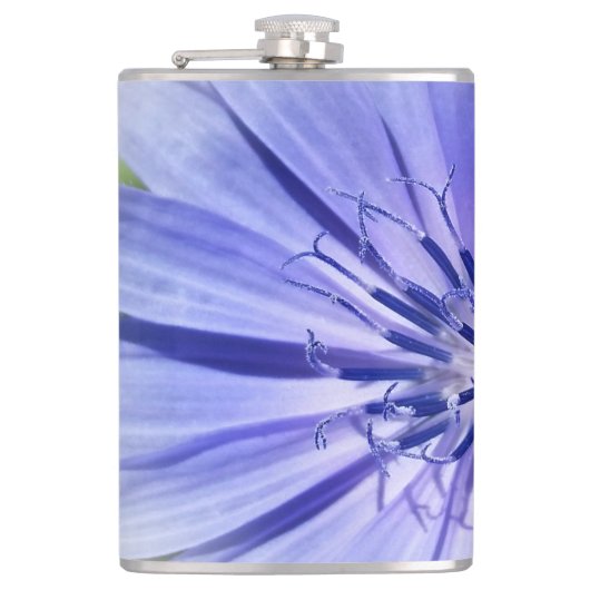 Flasques chicorée bleu pourpre (Devant)