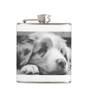 Flasques chiot australien
