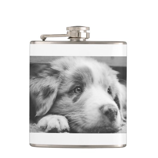 Flasques chiot australien (Devant)