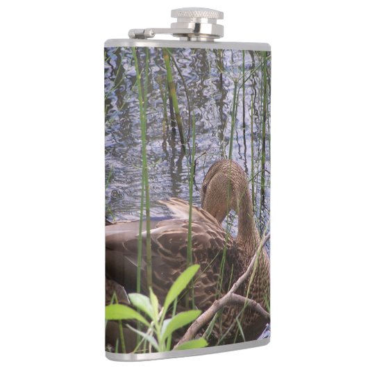 Flasques Closeup photo of a duck (Droite)