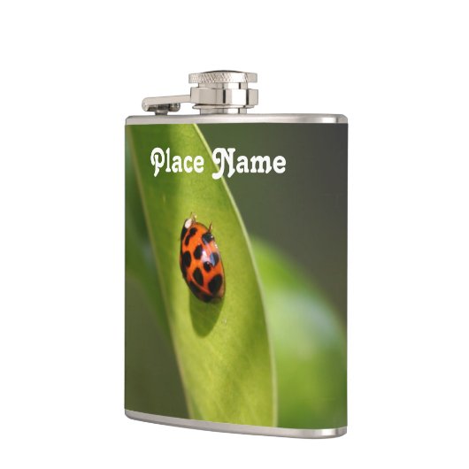 Flasques Coccinelle (Gauche)