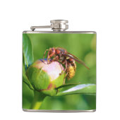 Flasques Cornet européen sur fleur de bourgeon (Devant)