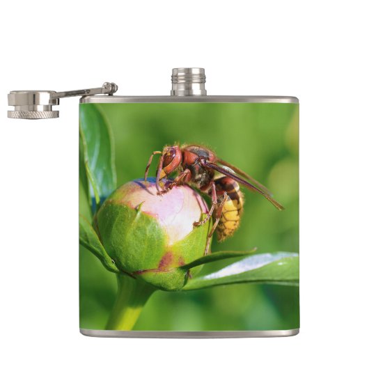 Flasques Cornet européen sur fleur de bourgeon (Ouvert)