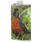 Flasques Curieux oiseau-chanteur américain Robin dans l'her (Gauche)