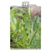 Flasques Curieux oiseau-chanteur américain Robin dans l'her (Dos)