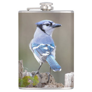 Flasques Cute Bleu Jay Songbird sur Treestump