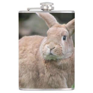 Flasques Cute lapin de gingembre avec de grandes oreilles