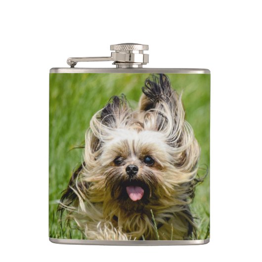 Flasques Cute Yorkshire Terrier Running Through Grass (Devant)