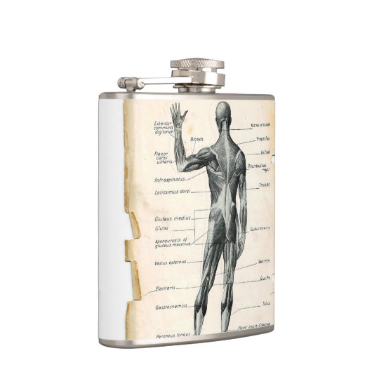 Flasques Dessin d'anatomie vintage (Droite)