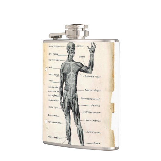 Flasques Dessin vintage d'anatomie (Gauche)