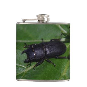 Flasques Dorcus parallelipipedus, le moindre dendroctone du