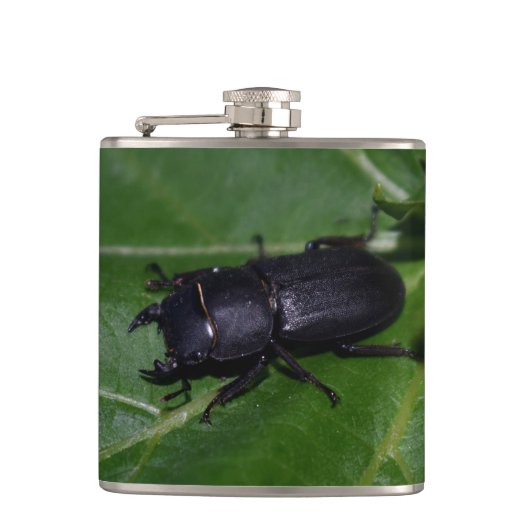 Flasques Dorcus parallelipipedus, le moindre dendroctone du (Devant)