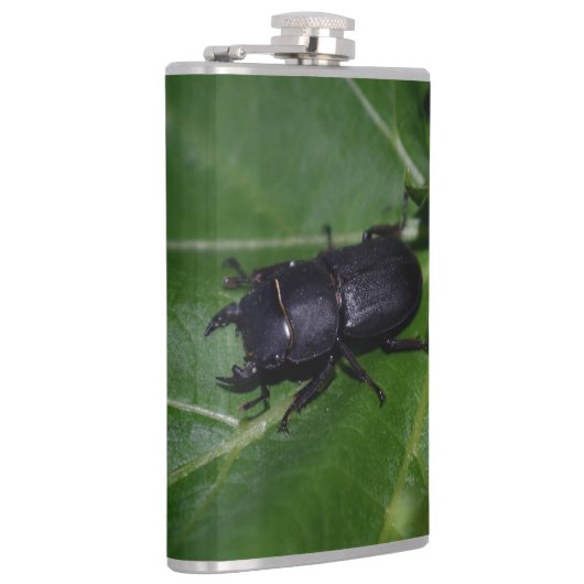 Flasques Dorcus parallelipipedus, le moindre dendroctone du (Droite)