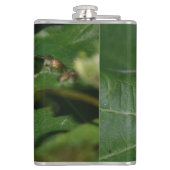 Flasques Dorcus parallelipipedus, le moindre dendroctone du (Dos)