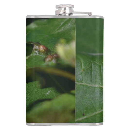 Flasques Dorcus parallelipipedus, le moindre dendroctone du (Dos)