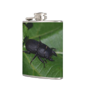 Flasques Dorcus parallelipipedus , le petit lucane (Gauche)