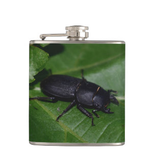 Flasques Dorcus parallelipipedus , le petit lucane