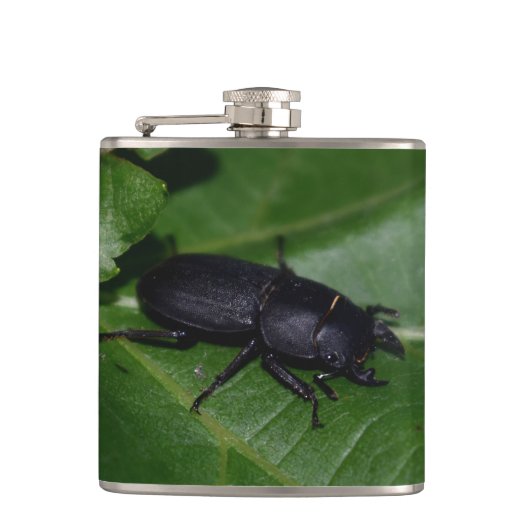 Flasques Dorcus parallelipipedus , le petit lucane (Devant)