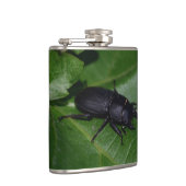Flasques Dorcus parallelipipedus , le petit lucane (Droite)