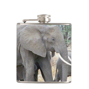 Flasques Eléphants