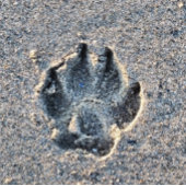 FLASQUES EMPREINTE DANS LE SABLE