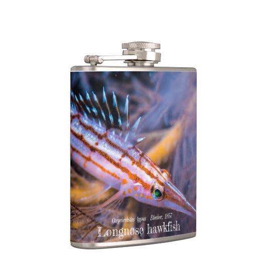 Flasques Épervier à nez long (Droite)