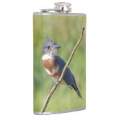 Flasques Femme Belted Kingfisher dehors sur un membre (Droite)