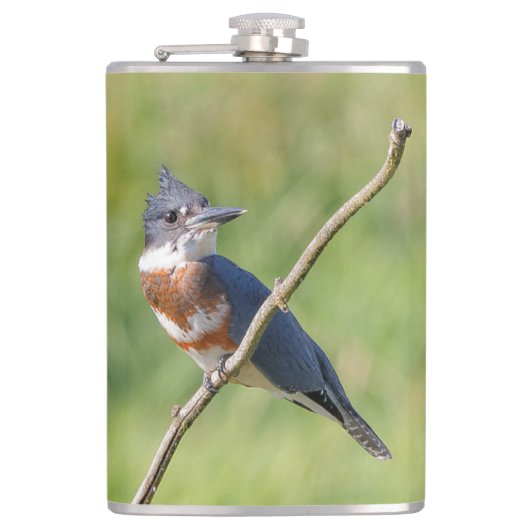 Flasques Femme Belted Kingfisher dehors sur un membre (Devant)