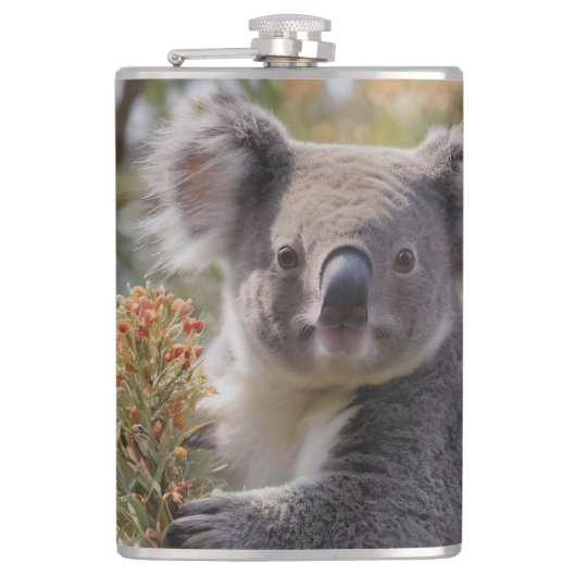 Flasques Grevillea Koala Bear, (Devant)