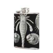Flasques Haeckel Aspidonia (Gauche)