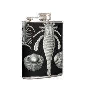 Flasques Haeckel Aspidonia (Droite)