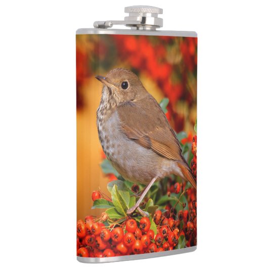 Flasques Hermite Thrush Songbird sur l'araignée de feu (Droite)