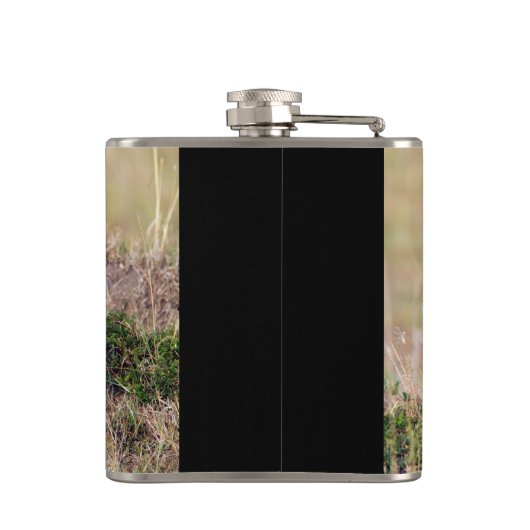 Flasques Jeune lion (Dos)