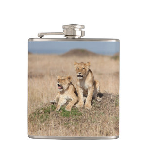 Flasques Jeunes lions