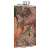 Flasques Les étoiles de mer/étoiles de mer dans le canon (Droite)