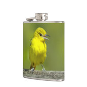 Flasques Loriole de verger - Photographie originale (Gauche)