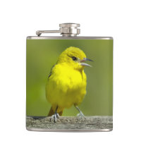 Loriole de verger - Photographie originale