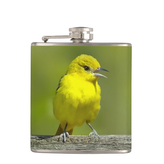 Flasques Loriole de verger - Photographie originale (Devant)