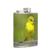 Flasques Loriole de verger - Photographie originale (Droite)