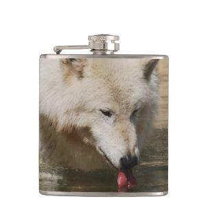 Flasques Loup assoiffé