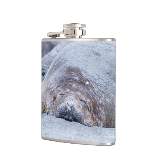 Flasques Phoque d'éléphant dormant (Gauche)