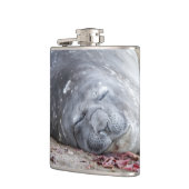 Flasques Phoque d'éléphant dormant (Gauche)