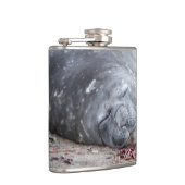 Flasques Phoque d'éléphant dormant (Droite)