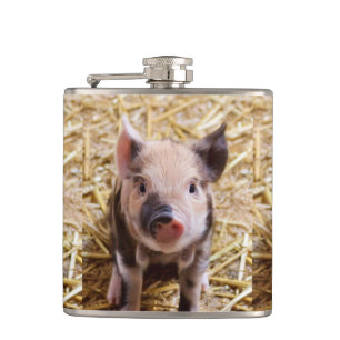 Flasques Porcelet mignon