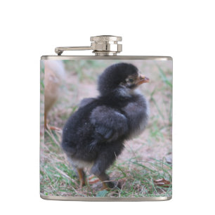Flasques poulet, poussins, poules, poussin, animal, oiseau,